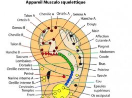 auriculothérapie
