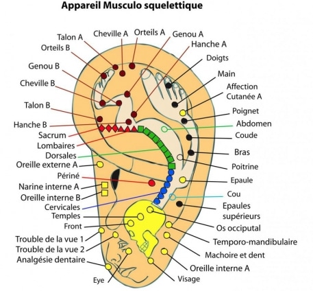 auriculothérapie